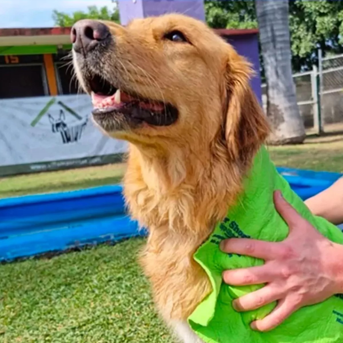 Super Shorby - Toalla Súper Absorbente Alemania - Pack 8 uni Super Shorby - Toalla Súper Absorbente Alemania - Pack 8 uni